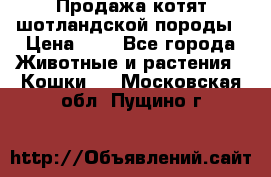 Продажа котят шотландской породы › Цена ­ - - Все города Животные и растения » Кошки   . Московская обл.,Пущино г.